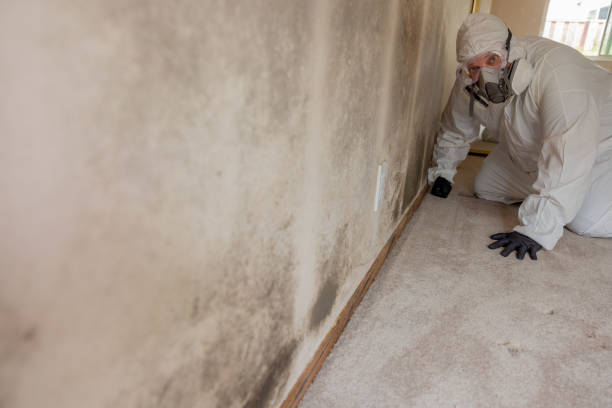 Best Real Estate Mold Inspection  in Mount Vernon, GA